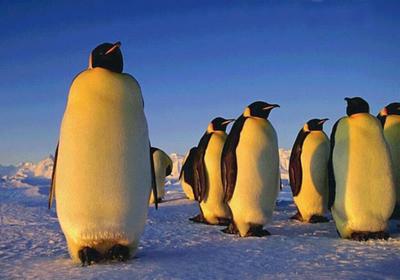 tučňáci3.jpg