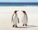 tučňáci2.jpg