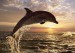 delfínek.jpg