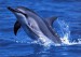 delfínek2.jpg